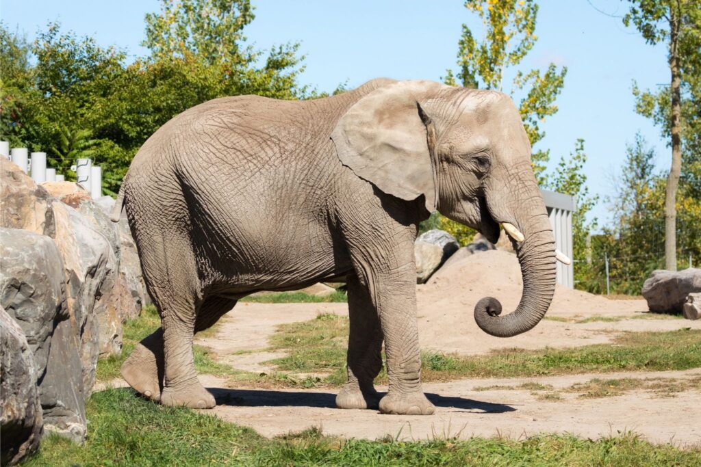 Parque Zoológico Municipal Quinzinho de Barros