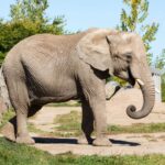 Parque Zoológico Municipal Quinzinho de Barros 2026: Guia Completo do Zoológico de Sorocaba